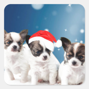 Cute Chihuahua Puppies with Santa Hat Christmas Square Sticker