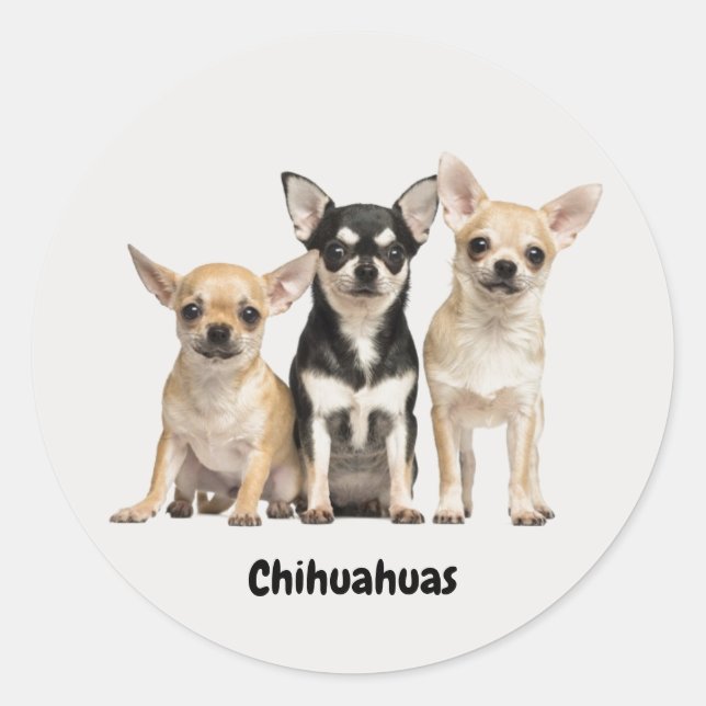 Cute Chihuahua Pupplies Classic Round Sticker (Front)