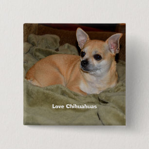 Cute Chihuahua Resting 15 Cm Square Badge