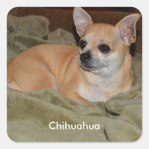 Cute Chihuahua Square Sticker