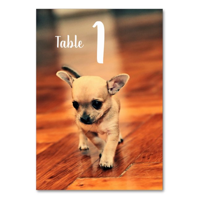 Cute Chihuahuas Photo Table Numbers (Front)