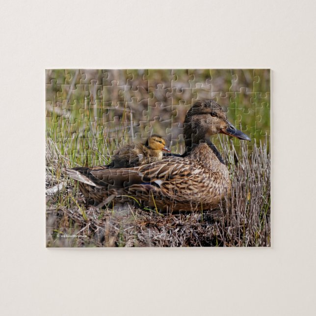 Cute Chillin' Mallard Mum Duck & Baby Duckling Jigsaw Puzzle (Horizontal)