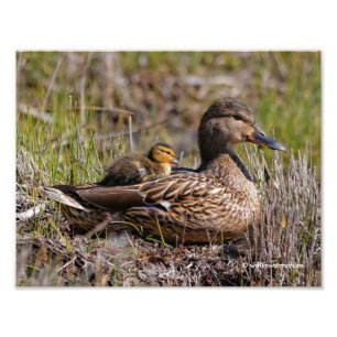 Cute Chillin' Mallard Mum Duck & Baby Duckling Photo Print