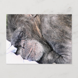 CUTE CHIMPANZEE POSTCARD