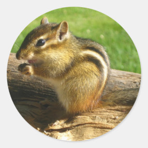 Cute Chipmunk Classic Round Sticker