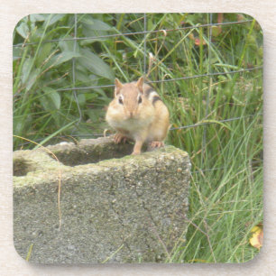 Cute Chipmunk Coaster