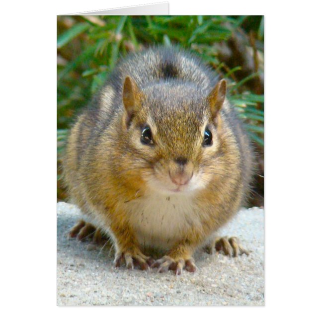 Cute Chipmunk Has His Eye On You (Front)