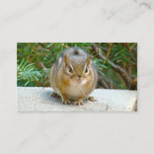 Cute Chipmunk Has His Eye On You Business Card