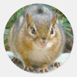 Cute Chipmunk Has His Eye On You Classic Round Sticker