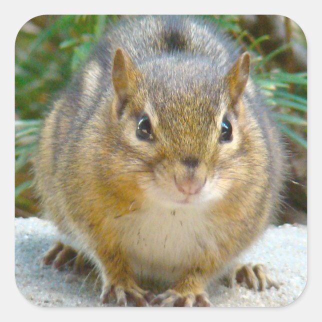 Cute Chipmunk Has His Eye On You Square Sticker (Front)