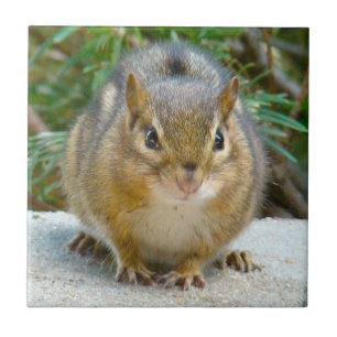 Cute Chipmunk Has His Eye On You Tile