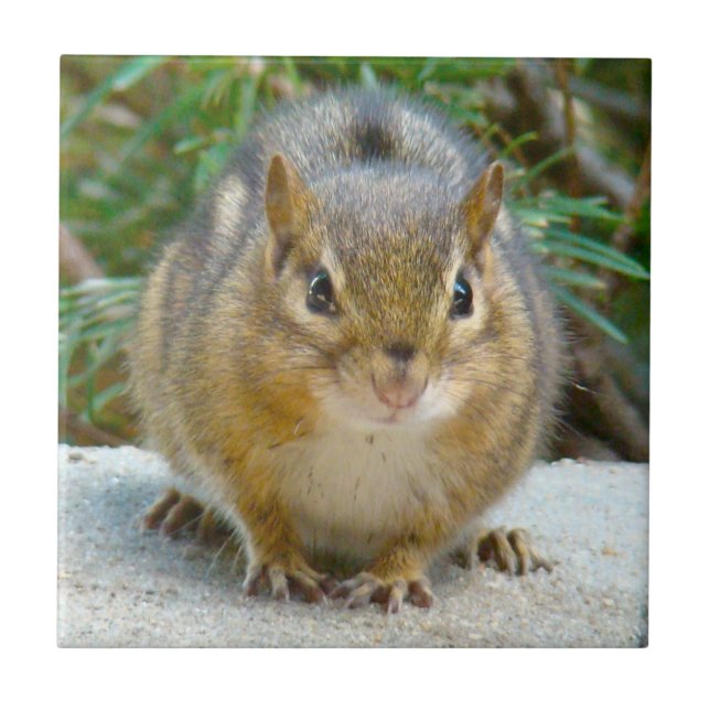 Cute Chipmunk Has His Eye On You Tile (Front)