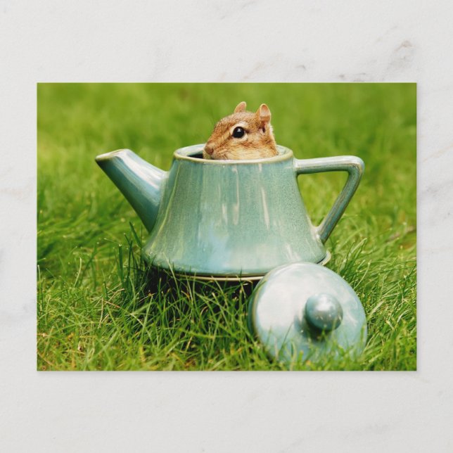 Cute Chipmunk in Teapot Postcard (Front)