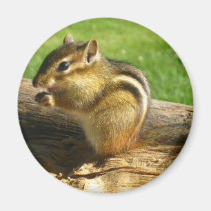 Cute Chipmunk Magnet