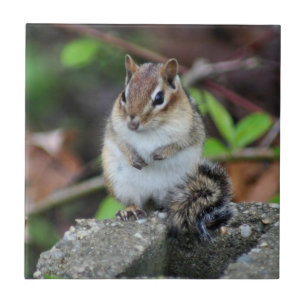 Cute Chipmunk On Rock Animal Tile