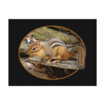 Cute Chipmunk Postcard