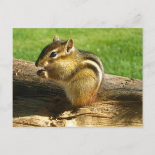 Cute Chipmunk Postcard