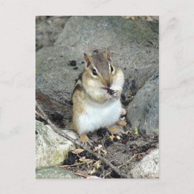 Cute Chipmunk Postcard (Front)
