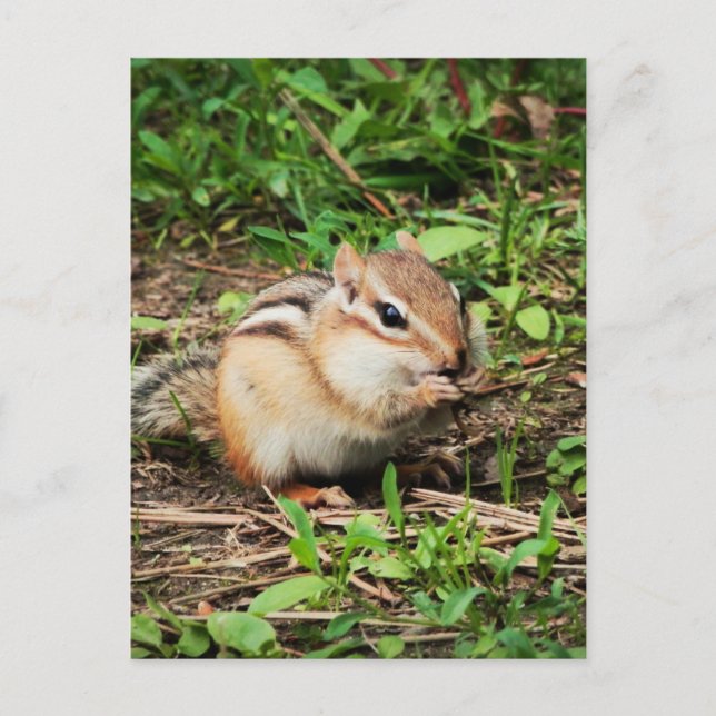 Cute Chipmunk Postcard (Front)