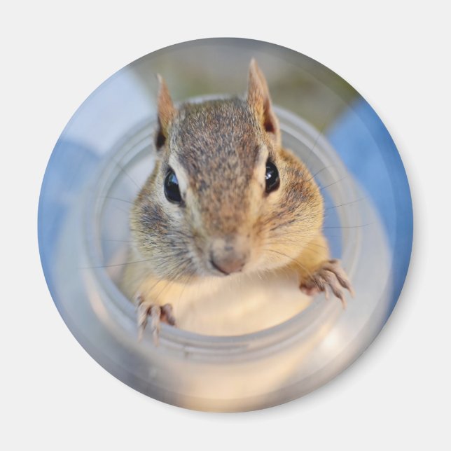 Cute Chipmunk Sitting in a Food Container Magnet (Front)