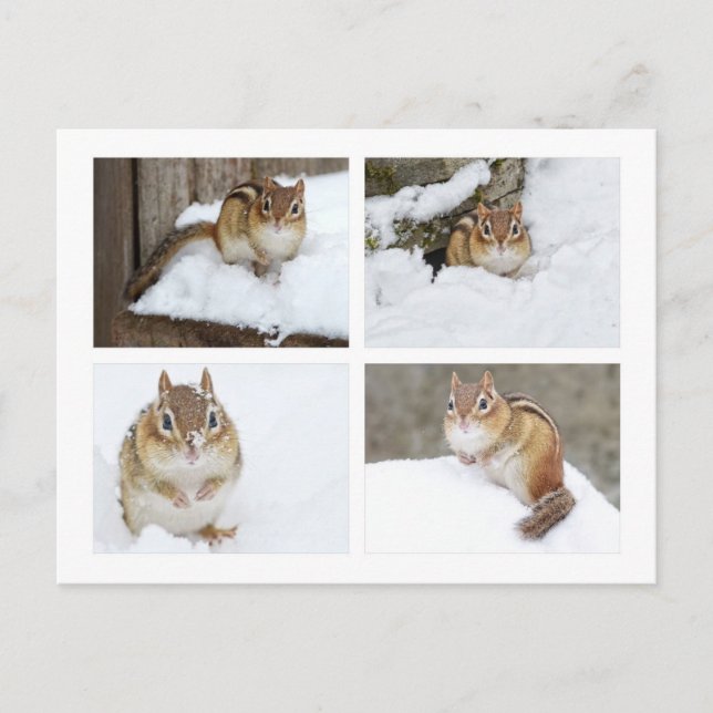 Cute Chipmunk Sitting in the Snow 4 Photo Collage Postcard (Front)
