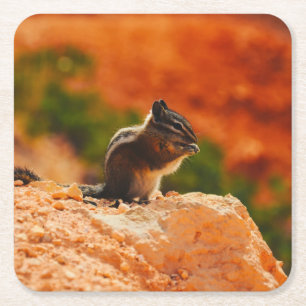 Cute Chipmunk Square Paper Coaster