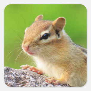 Cute Chipmunk Square Sticker