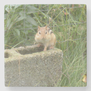 Cute Chipmunk Stone Coaster