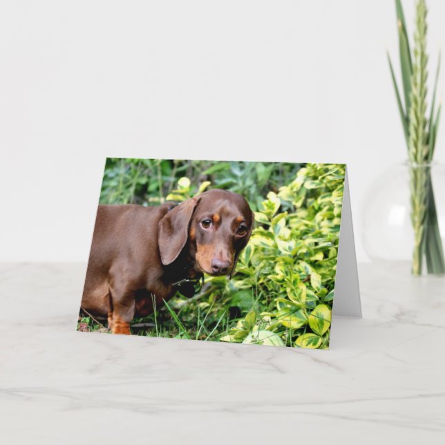 Cute chocolate dachshund blank greeting card (Front)