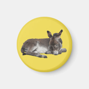 Cute chocolate donkey baby foal sleeping magnet