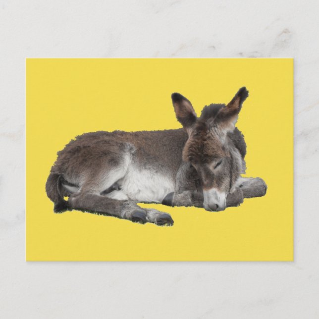 Cute chocolate donkey baby foal sleeping on yellow postcard (Front)