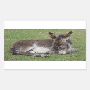 Cute chocolate donkey baby foal sleeping rectangular sticker