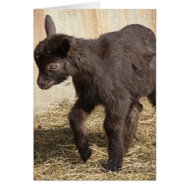 Cute Chocolate Goat Kid (Front)