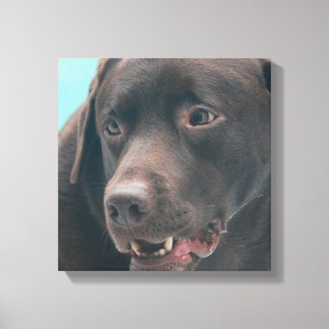 Cute Chocolate Lab Canvas Print (Front)