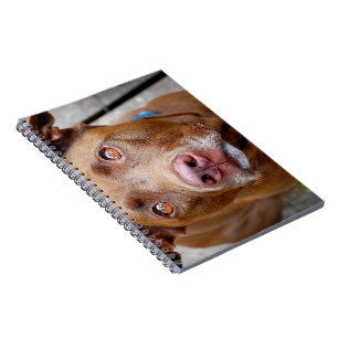 Cute Chocolate Lab Pit Mix Dog 7 Notebook