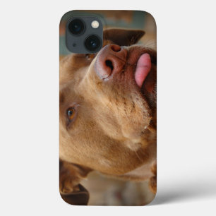 Cute chocolate Lab Pit Mix Dog iPhone 13 Case
