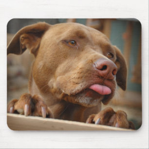 Cute chocolate Lab Pit Mix Dog Mouse Mat