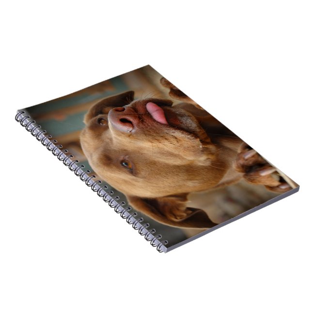 Cute chocolate Lab Pit Mix Dog Notebook (Right Side)