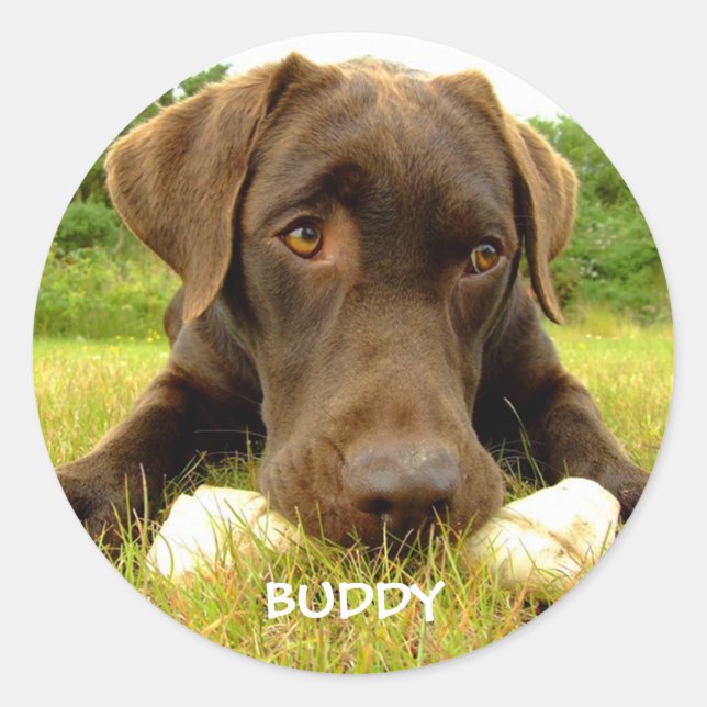 Cute Chocolate Labrador Custom Classic Round Sticker (Front)