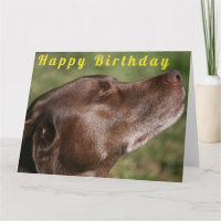 Cute Chocolate Labrador Dog - Happy Birthday