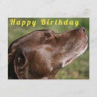 Cute Chocolate Labrador Dog - Happy Birthday Postcard