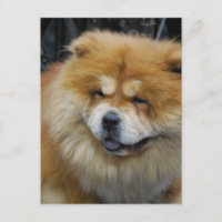Cute Chow Chow Postcard