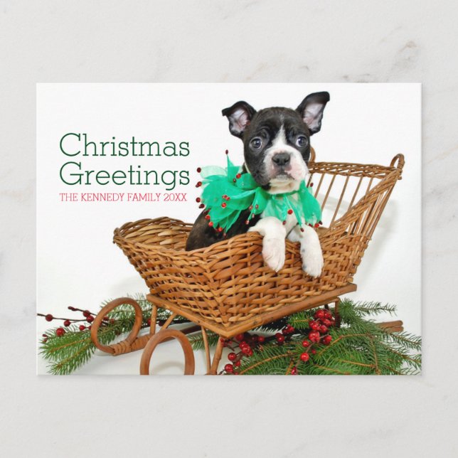 Cute Christmas Boston Terrier puppy Holiday Postcard (Front)