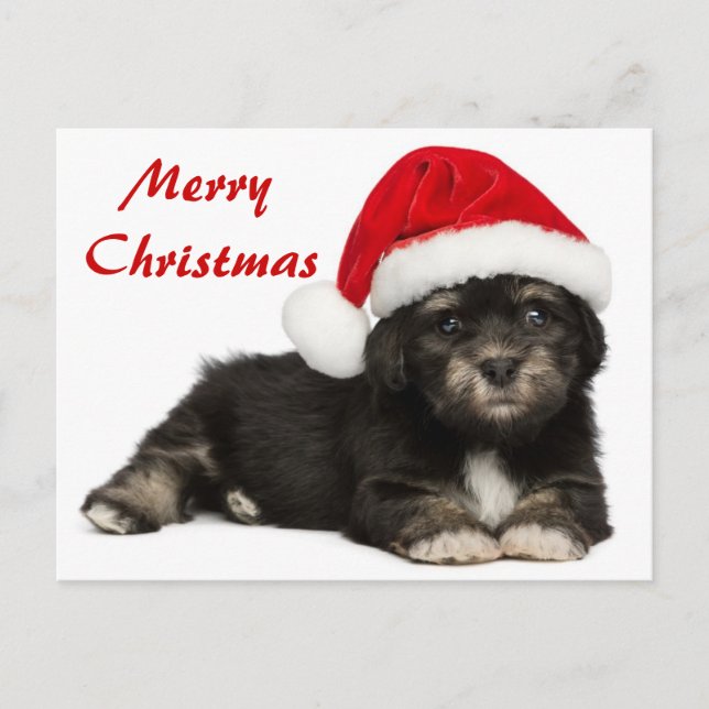 Cute Christmas Havanese Puppy Dog Holiday Postcard (Front)