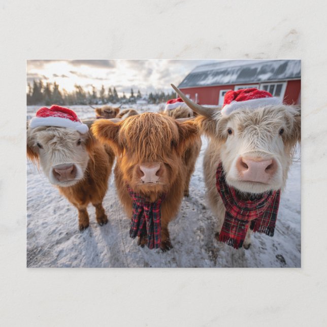 Cute Christmas Highland Cows in Snow Postcard (Front)