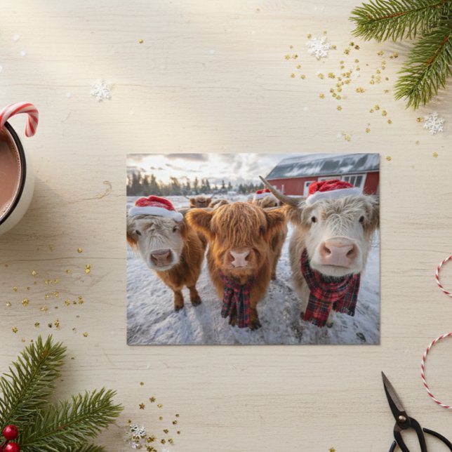 Cute Christmas Highland Cows in Snow Postcard (Creator Uploaded)