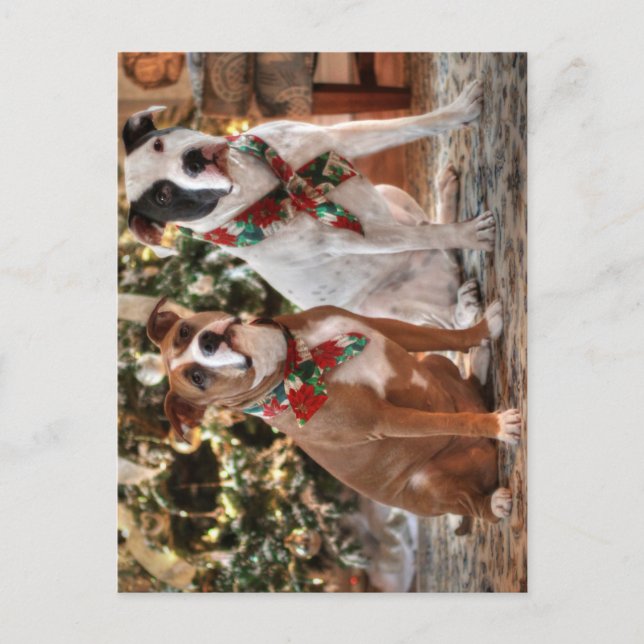 Cute Christmas Rescue Pitbull and America Bull Dog Holiday Postcard (Front)