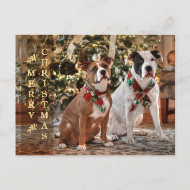 Cute Christmas Rescue Pitbull and America Bull Dog Holiday Postcard (Front)