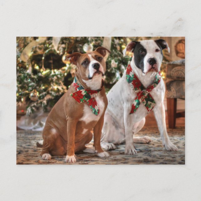 Cute Christmas Rescue Pitbull and America Bull Dog Holiday Postcard (Front)
