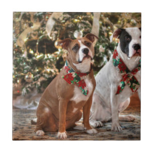 Cute Christmas Rescue Pitbull and America Bull Dog Tile